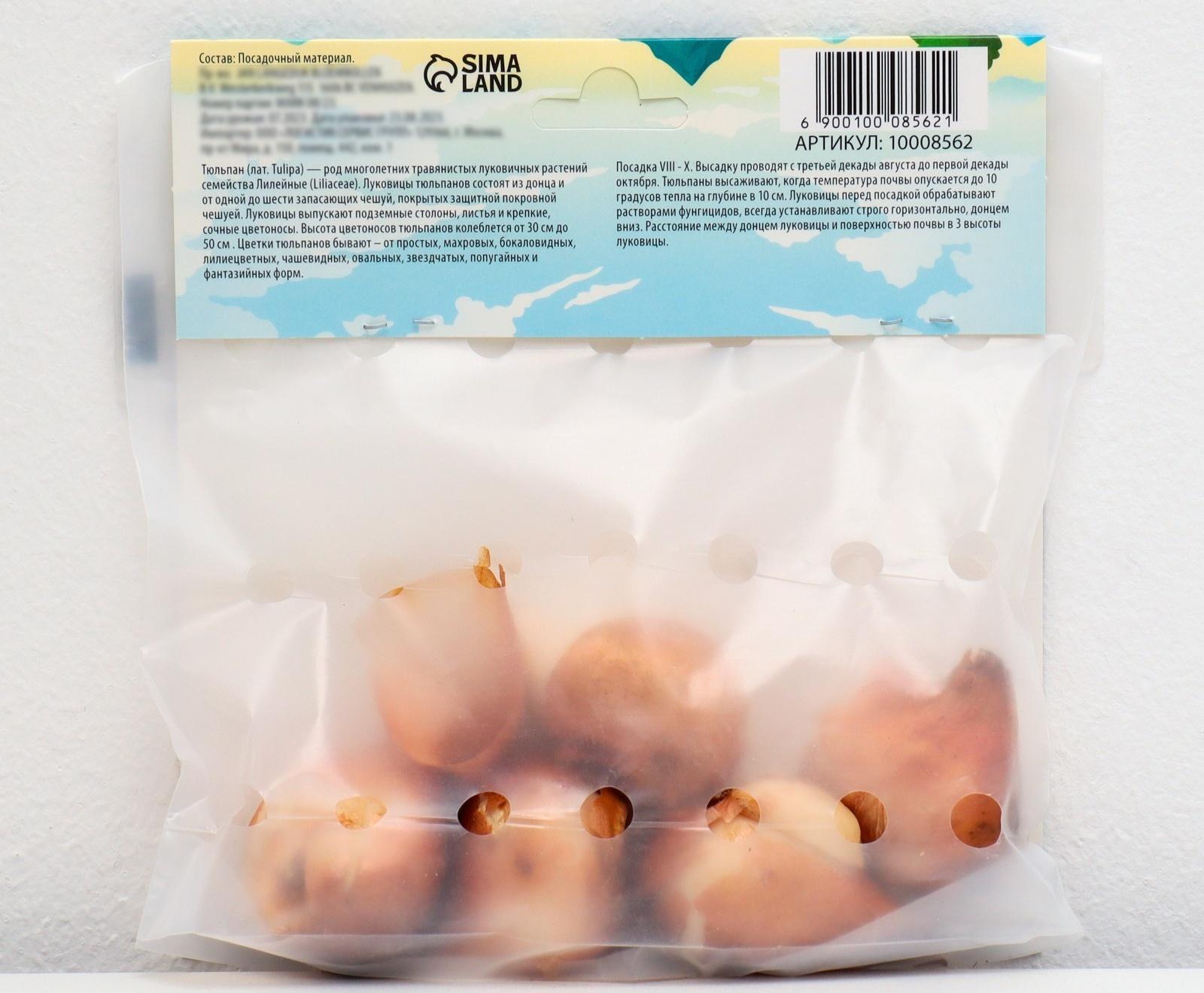 Тюльпан попугайный Блэк Пэррот, р-р 12+, 5 шт, Осень 2023