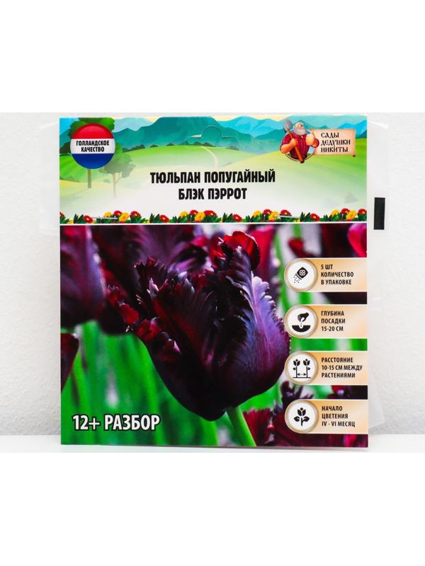 Тюльпан попугайный Блэк Пэррот, р-р 12+, 5 шт, Осень 2023
