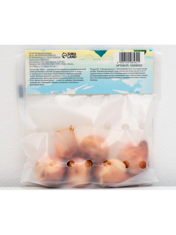 Тюльпан попугайный Блэк Пэррот, р-р 12+, 5 шт, Осень 2023