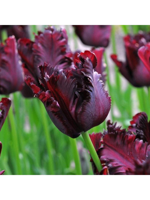 Тюльпан попугайный Блэк Пэррот, р-р 12+, 5 шт, Осень 2023