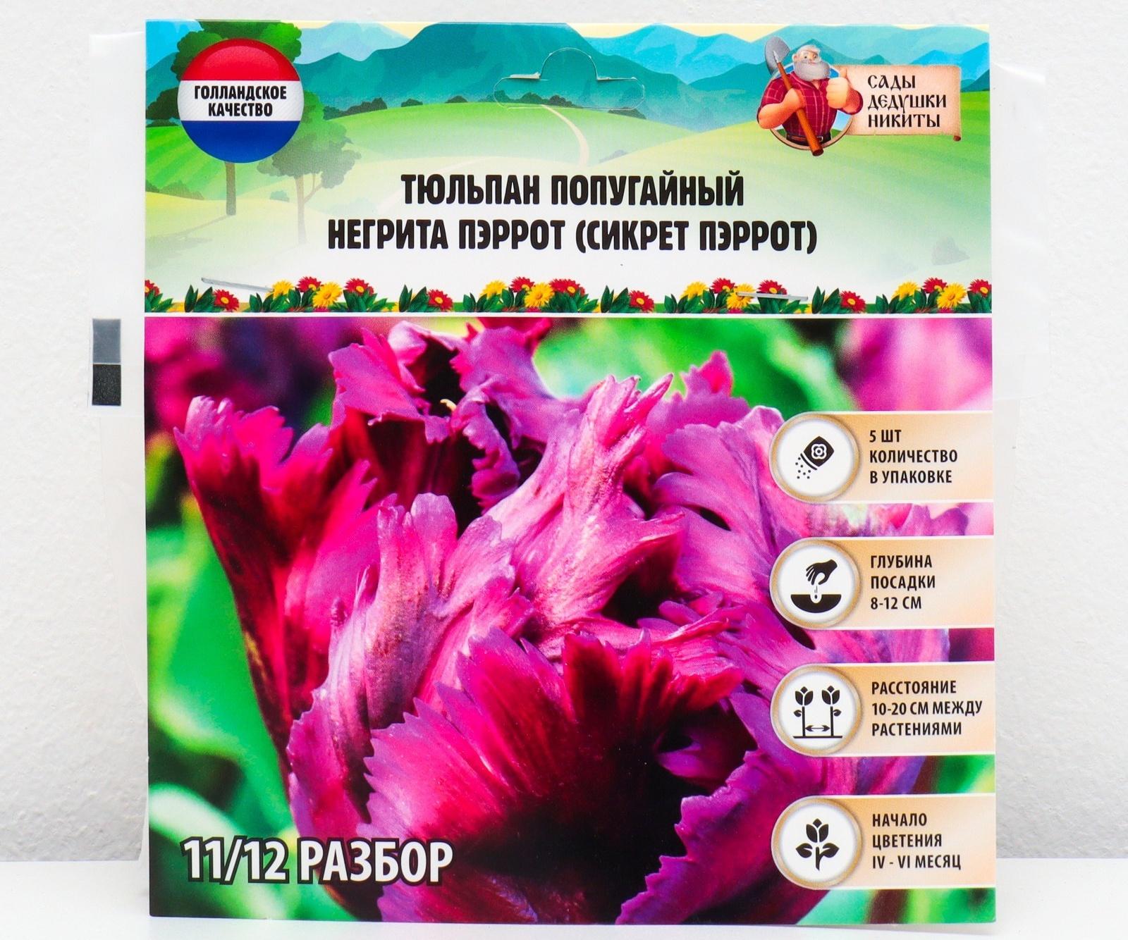 Тюльпан попугайный Негрита Пэррот (Сикрет Пэррот), р-р 11/12, 5 шт, Осень 2023