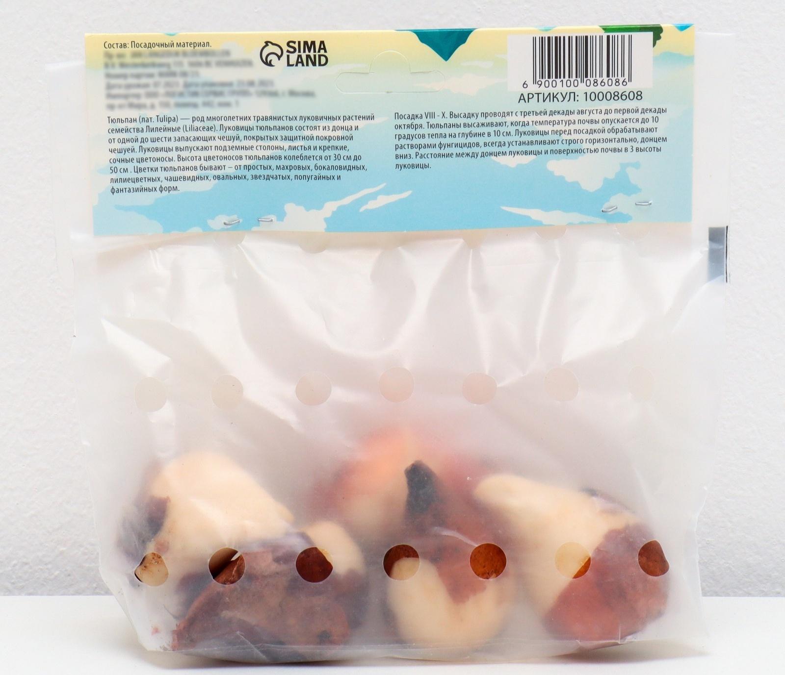 Тюльпан попугайный Негрита Пэррот (Сикрет Пэррот), р-р 11/12, 5 шт, Осень 2023