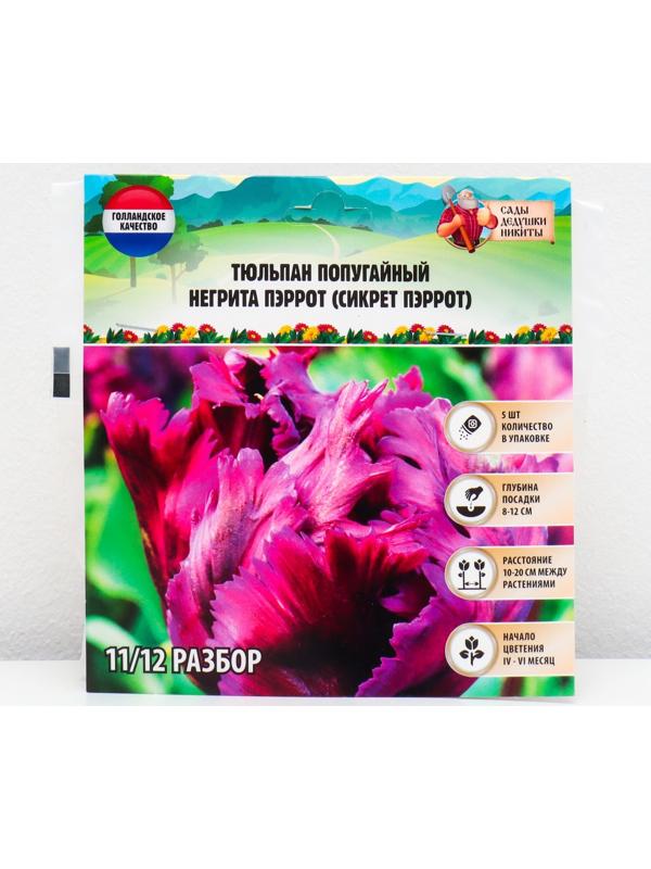 Тюльпан попугайный Негрита Пэррот (Сикрет Пэррот), р-р 11/12, 5 шт, Осень 2023