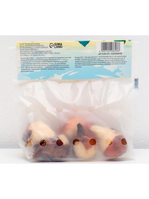 Тюльпан попугайный Негрита Пэррот (Сикрет Пэррот), р-р 11/12, 5 шт, Осень 2023