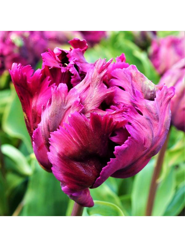 Тюльпан попугайный Негрита Пэррот (Сикрет Пэррот), р-р 11/12, 5 шт, Осень 2023