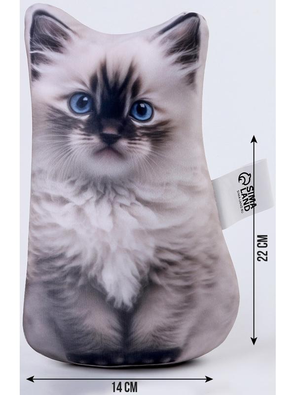 Антистресс игрушка «Котик Рэгдолл»