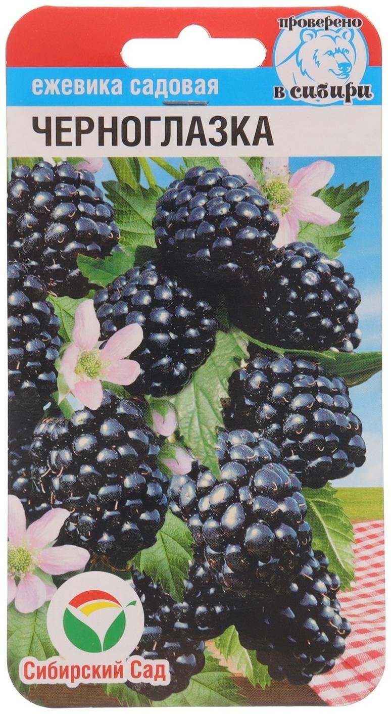 Ежевика 