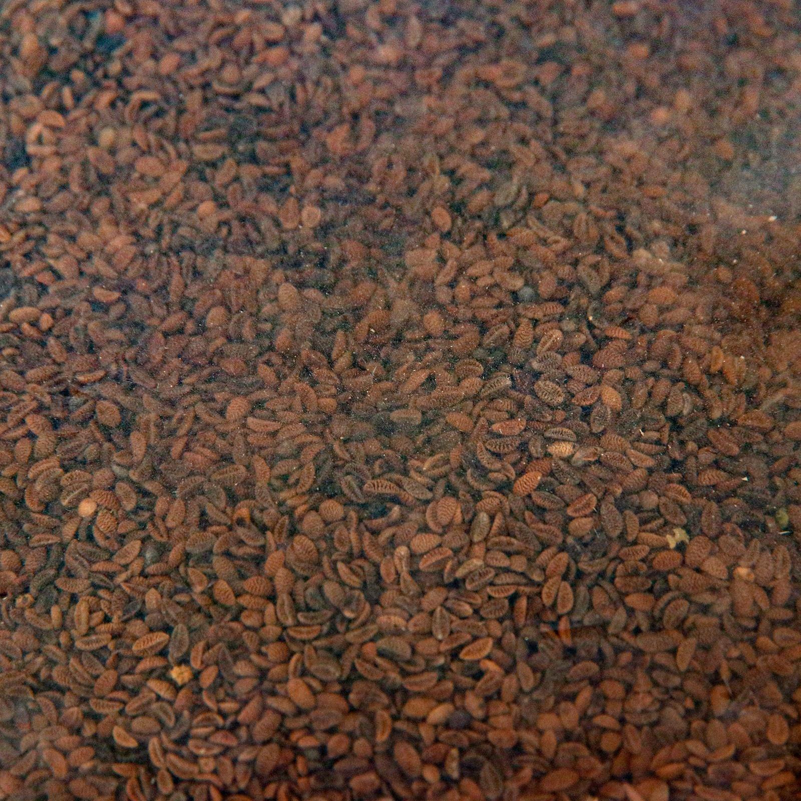 Семена Фацелия 