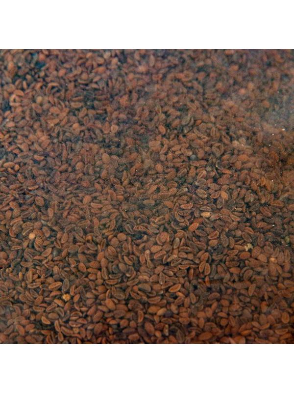 Семена Фацелия 