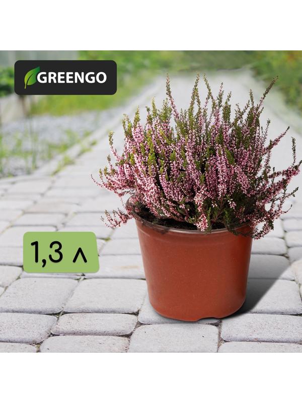 Горшок для рассады, 1,3 л, d = 14 см, h = 12 см, терракот, Greengo