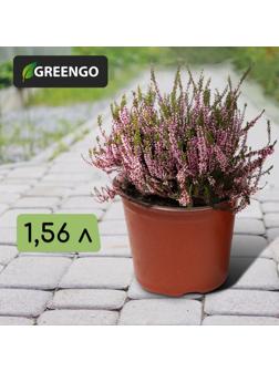 Горшок для рассады, 1,56 л, d = 16 см, h = 13 см, терракот, Greengo