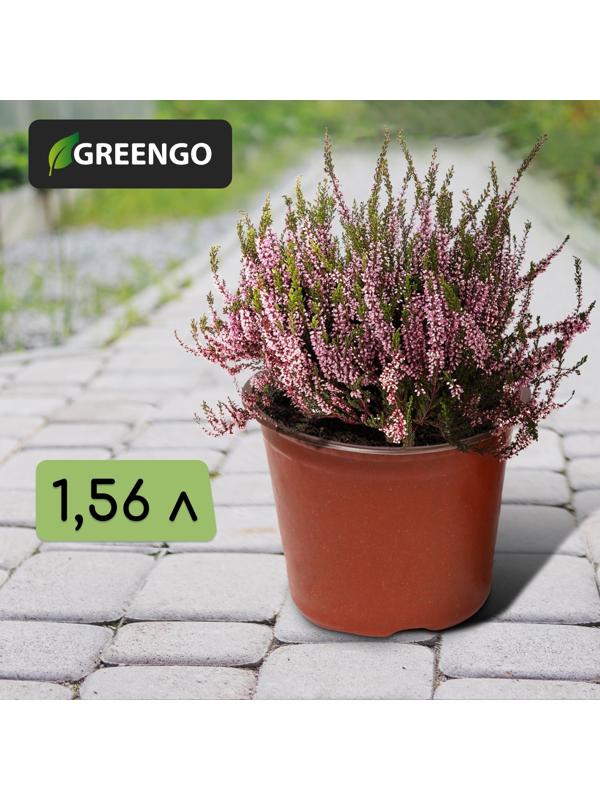 Горшок для рассады, 1,56 л, d = 16 см, h = 13 см, терракот, Greengo