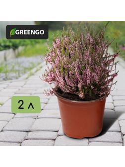 Горшок для рассады, 2 л, d = 16 см, h = 15 см, терракот, Greengo