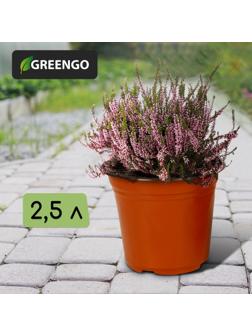 Горшок для рассады, 2,5 л, d = 18 см, h = 17 см, терракот, Greengo