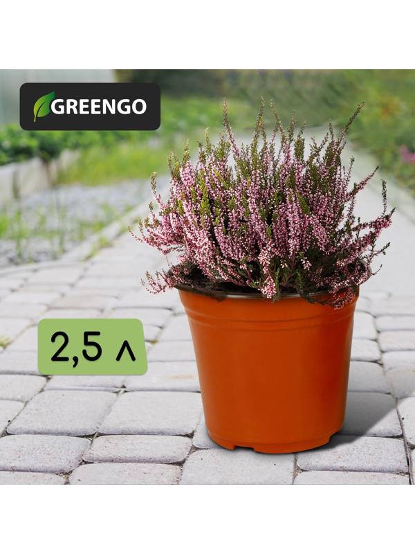 Горшок для рассады, 2,5 л, d = 18 см, h = 17 см, терракот, Greengo