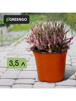 Горшок для рассады, 3,5 л, d = 20 см, h = 20 см, терракот, Greengo