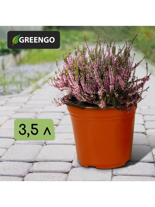 Горшок для рассады, 3,5 л, d = 20 см, h = 20 см, терракот, Greengo