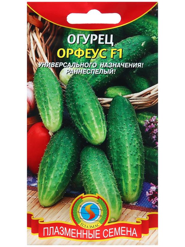 Огурец Орфеус F1 (раннеспелый, партенокарпический гибрид салатного и консервного назначения)