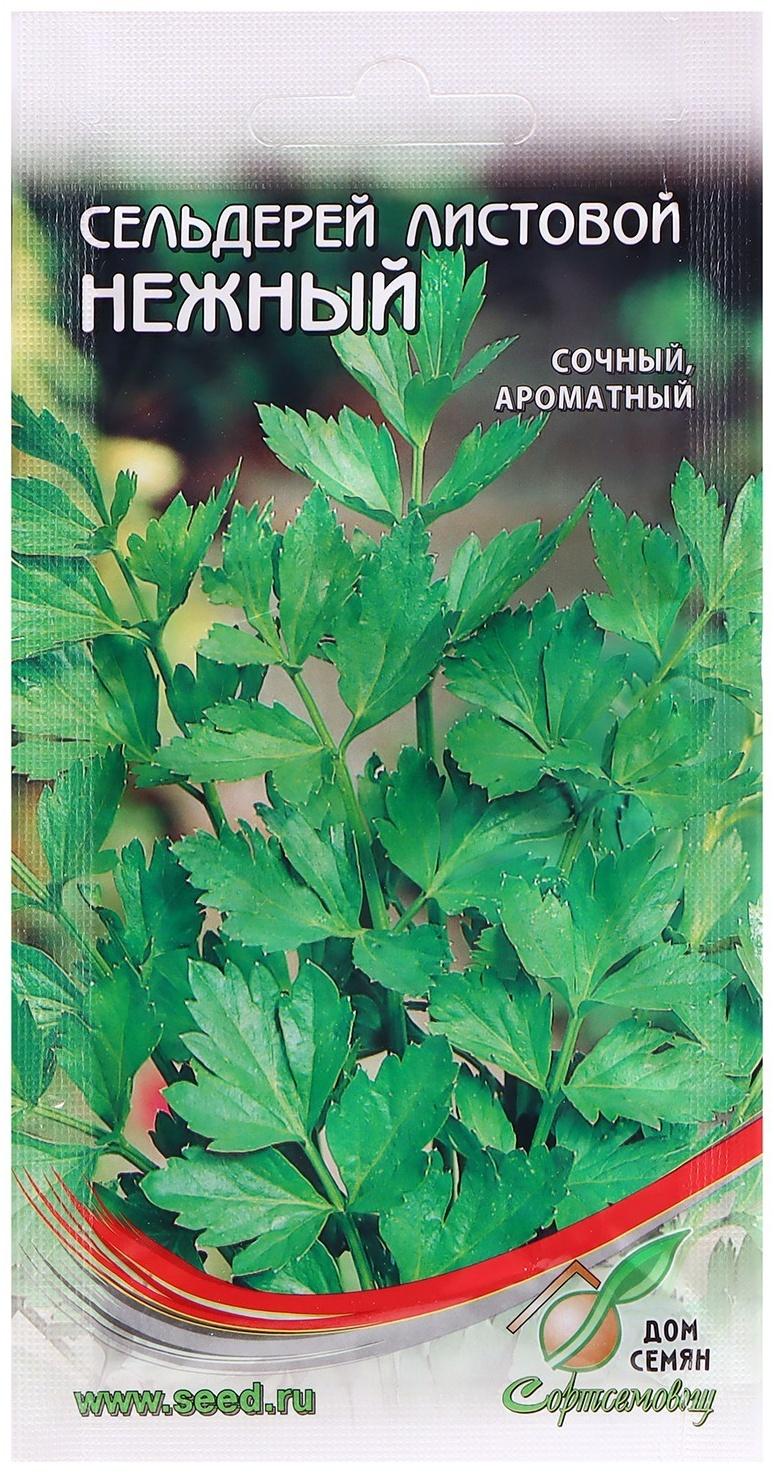 Семена Сельдерей 