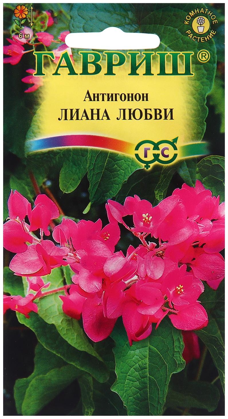 Семена Антигонон 