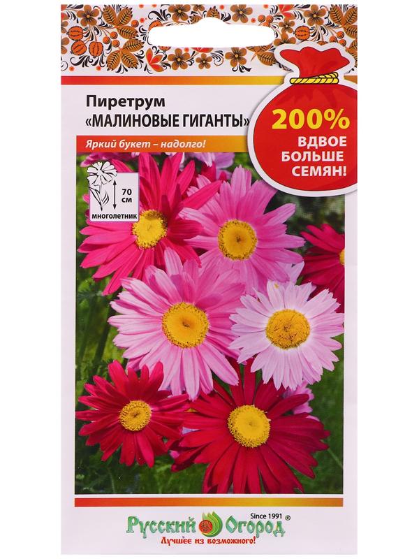 Семена цветов Пиретрум 