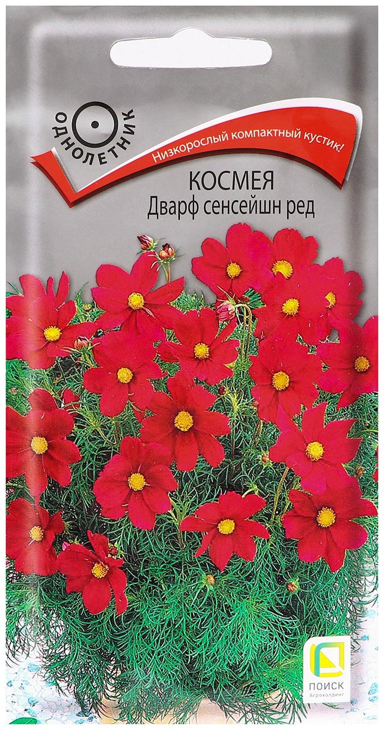 Семена цветов Космея 