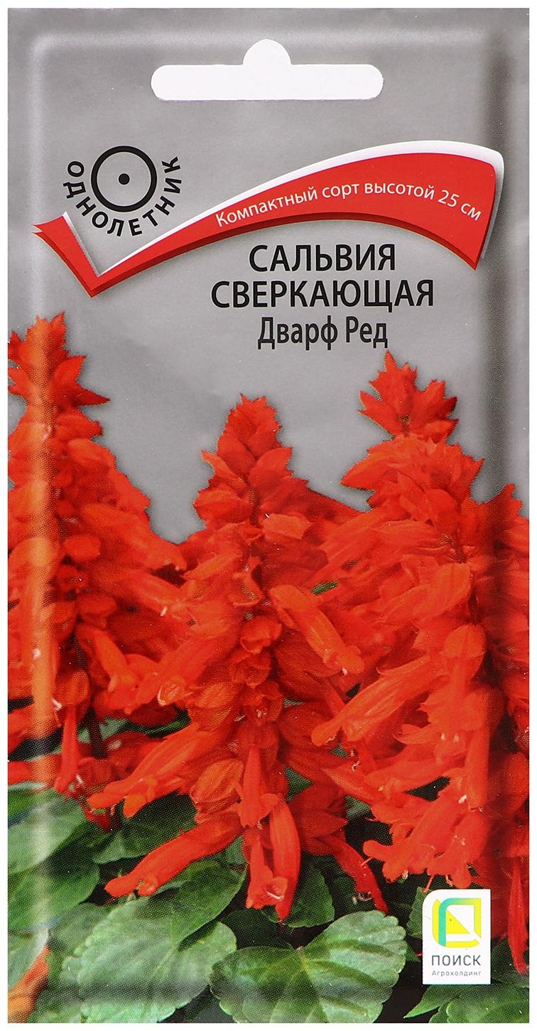 Семена цветов Сальвия сверкающая 