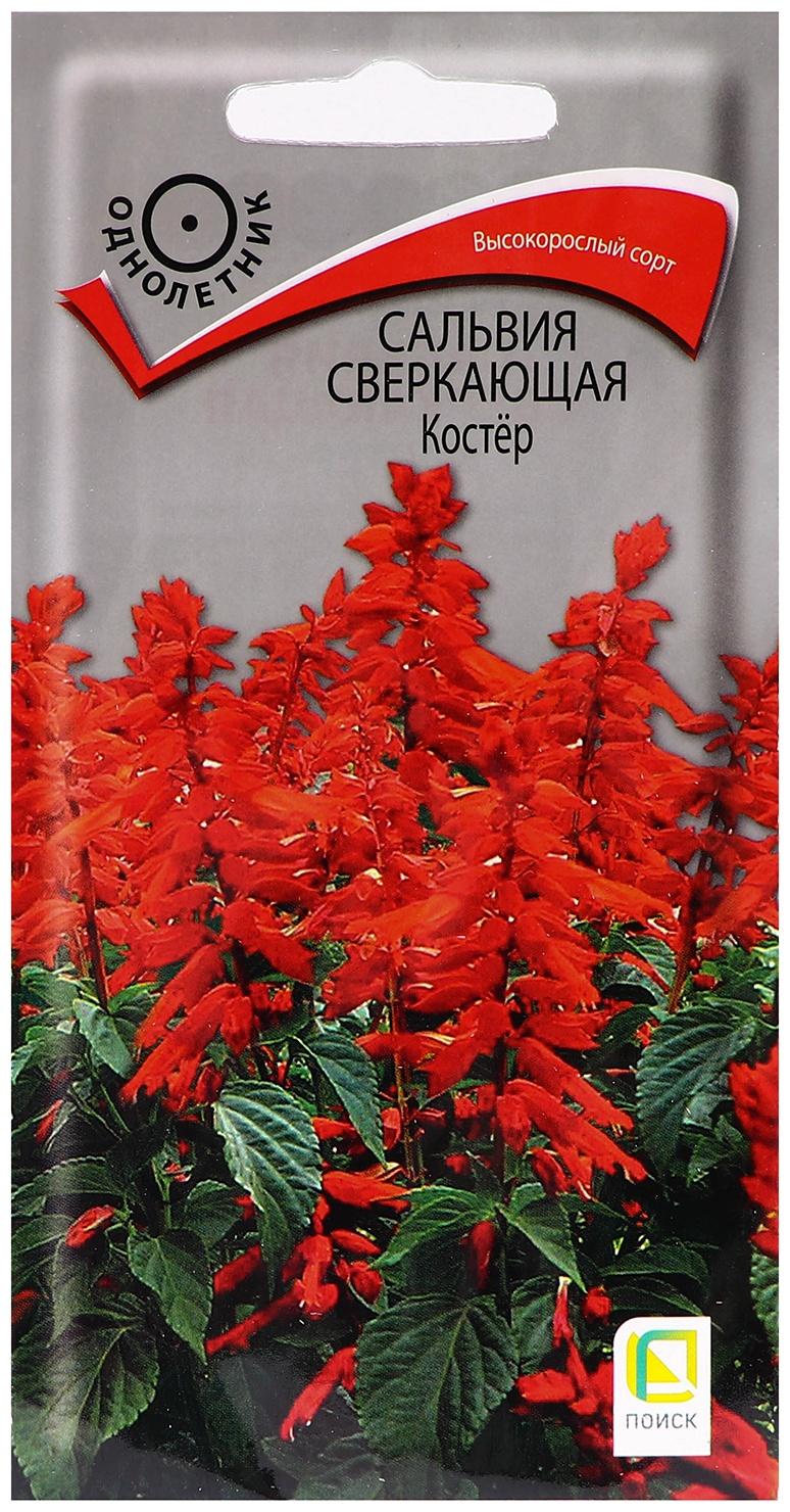 Семена цветов Сальвия сверкающая 