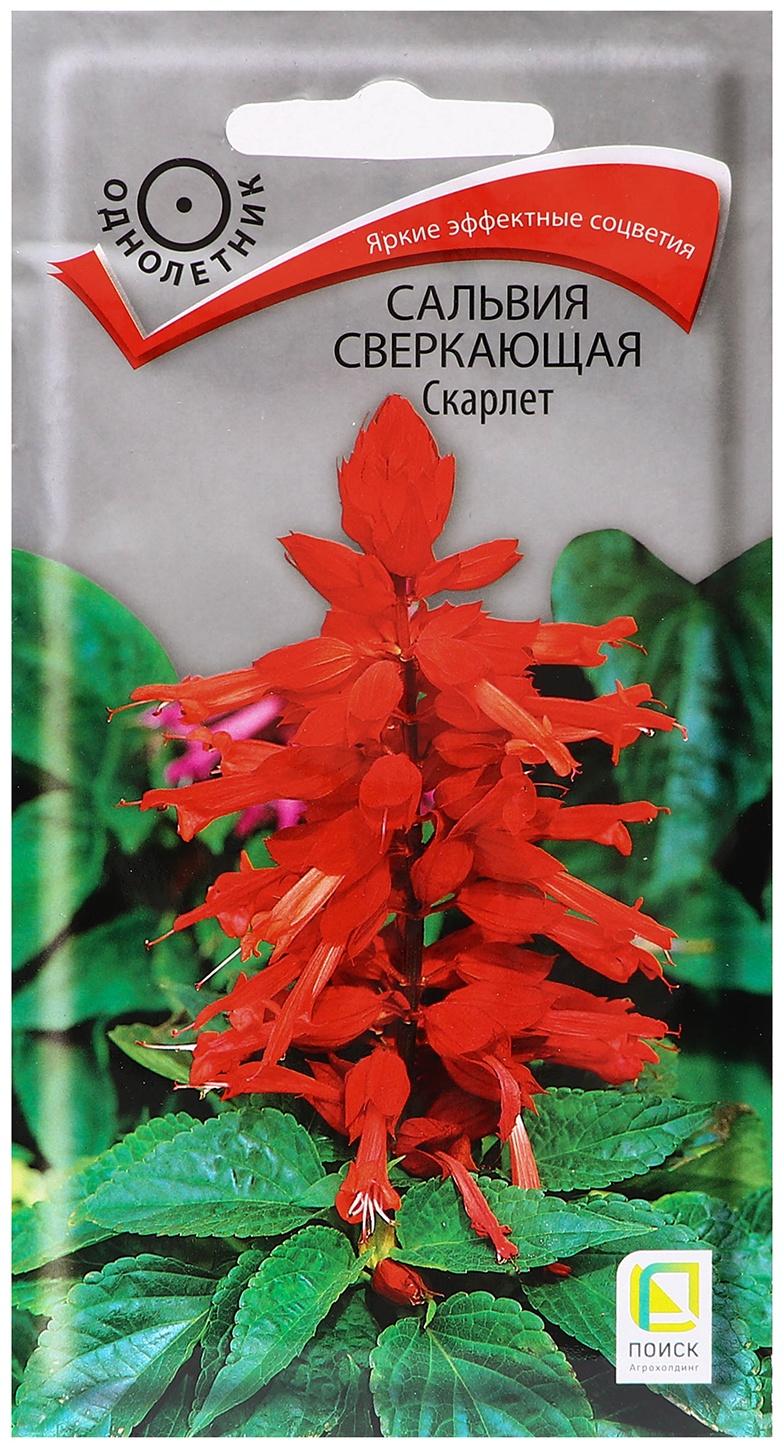 Семена цветов Сальвия сверкающая 