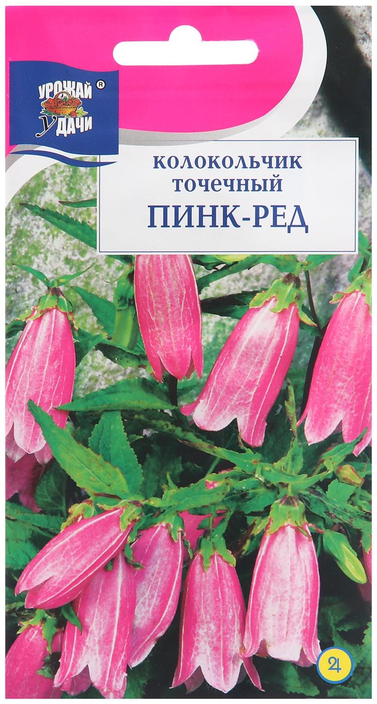 Семена цветов Колокольчик 