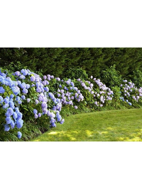 Фотобаннер, 300 × 160 см, с фотопечатью, люверсы шаг 1 м, «Гортензия»