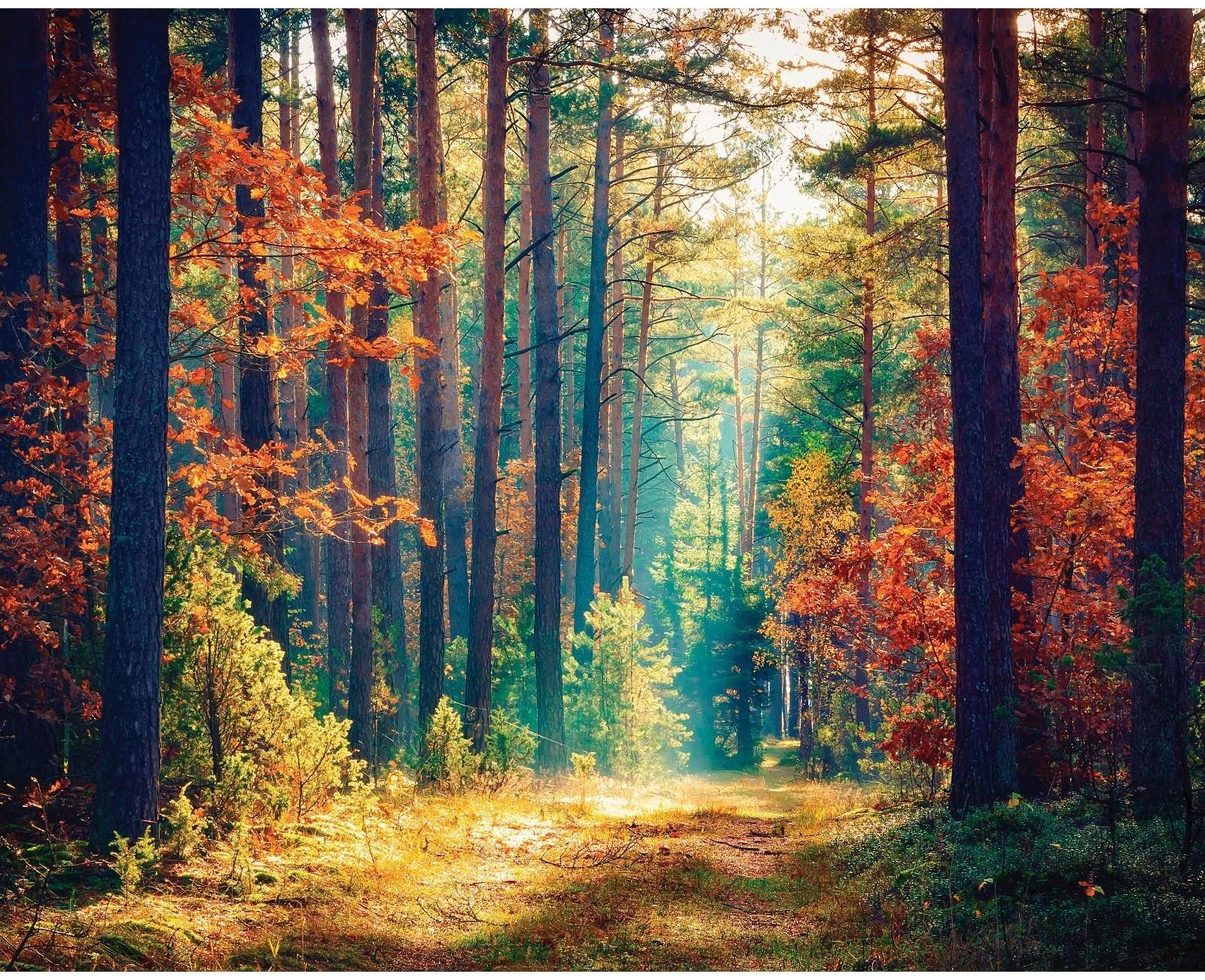 Фотобаннер, 250 × 200 см, с фотопечатью, люверсы шаг 1 м, «Осенний лес»