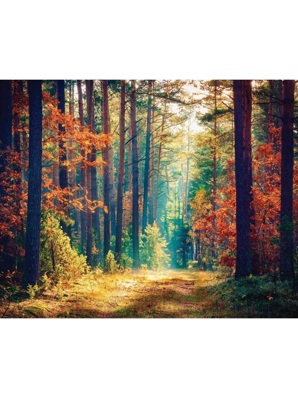 Фотобаннер, 250 × 200 см, с фотопечатью, люверсы шаг 1 м, «Осенний лес»