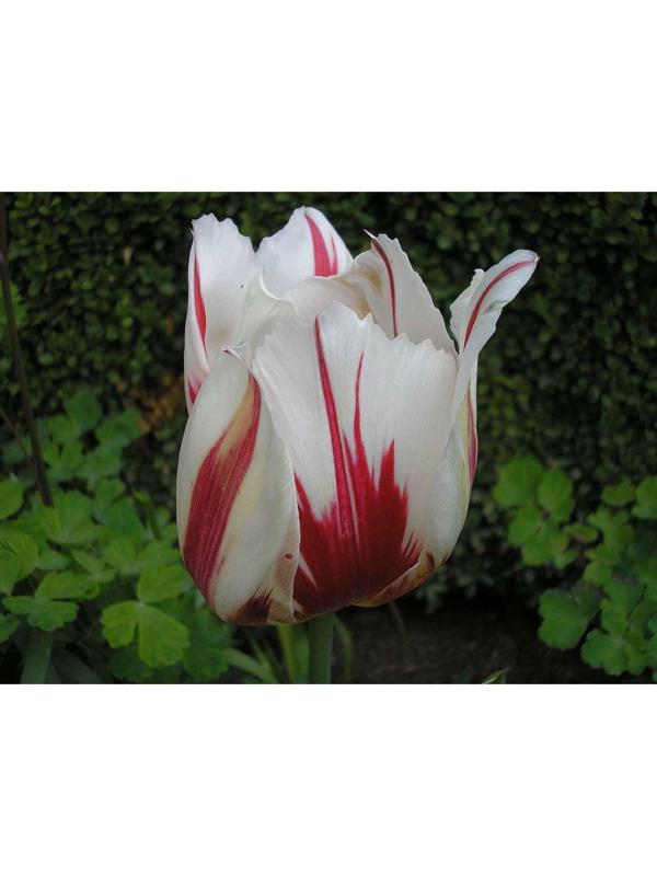 Тюльпан триумф Хэппи Дженерейшн, р-р 11/12, 3 шт, Эконом, Осень 2023