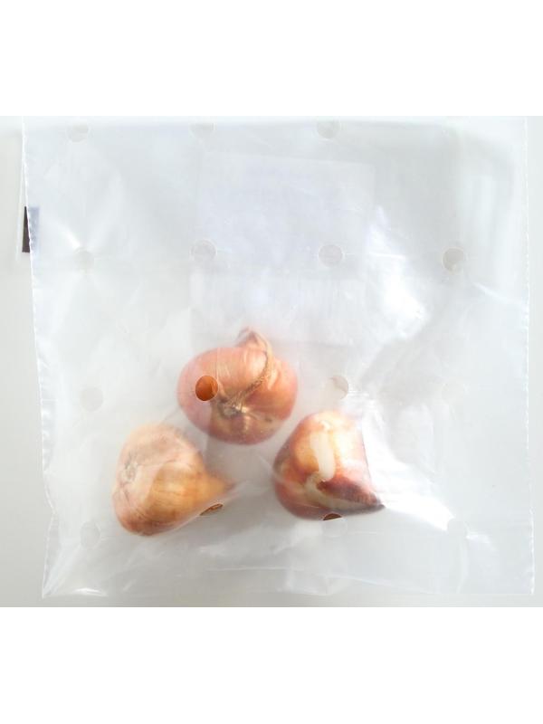 Тюльпан триумф Хэппи Дженерейшн, р-р 11/12, 3 шт, Эконом, Осень 2023