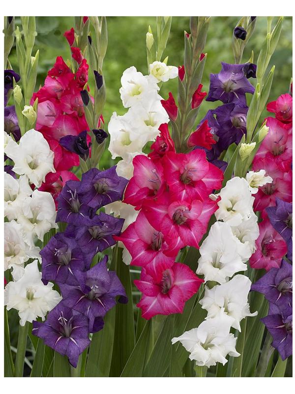 Гладиолус Микс, 3 шт, Эконом