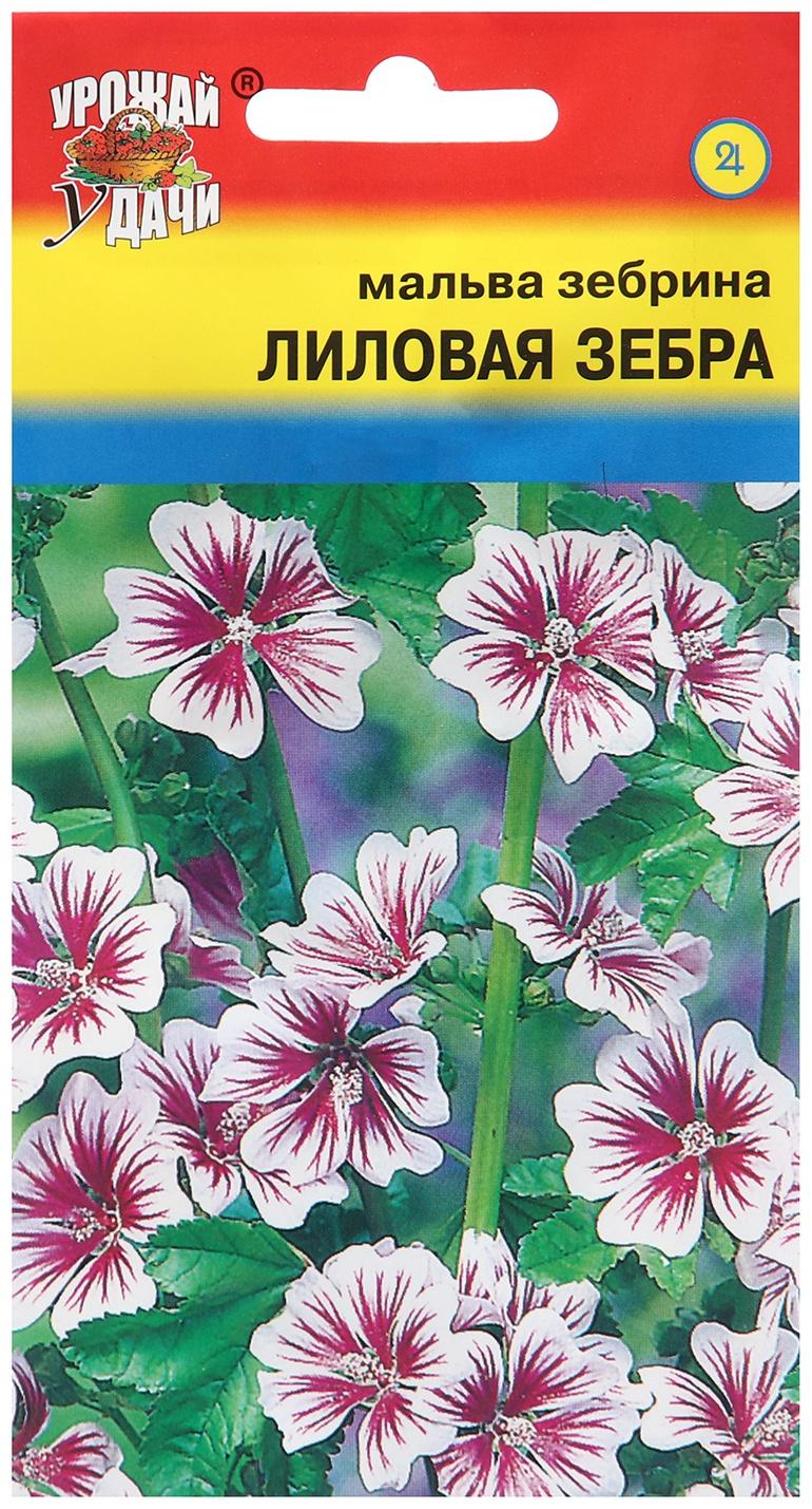 Семена цветов Мальва зебрина 