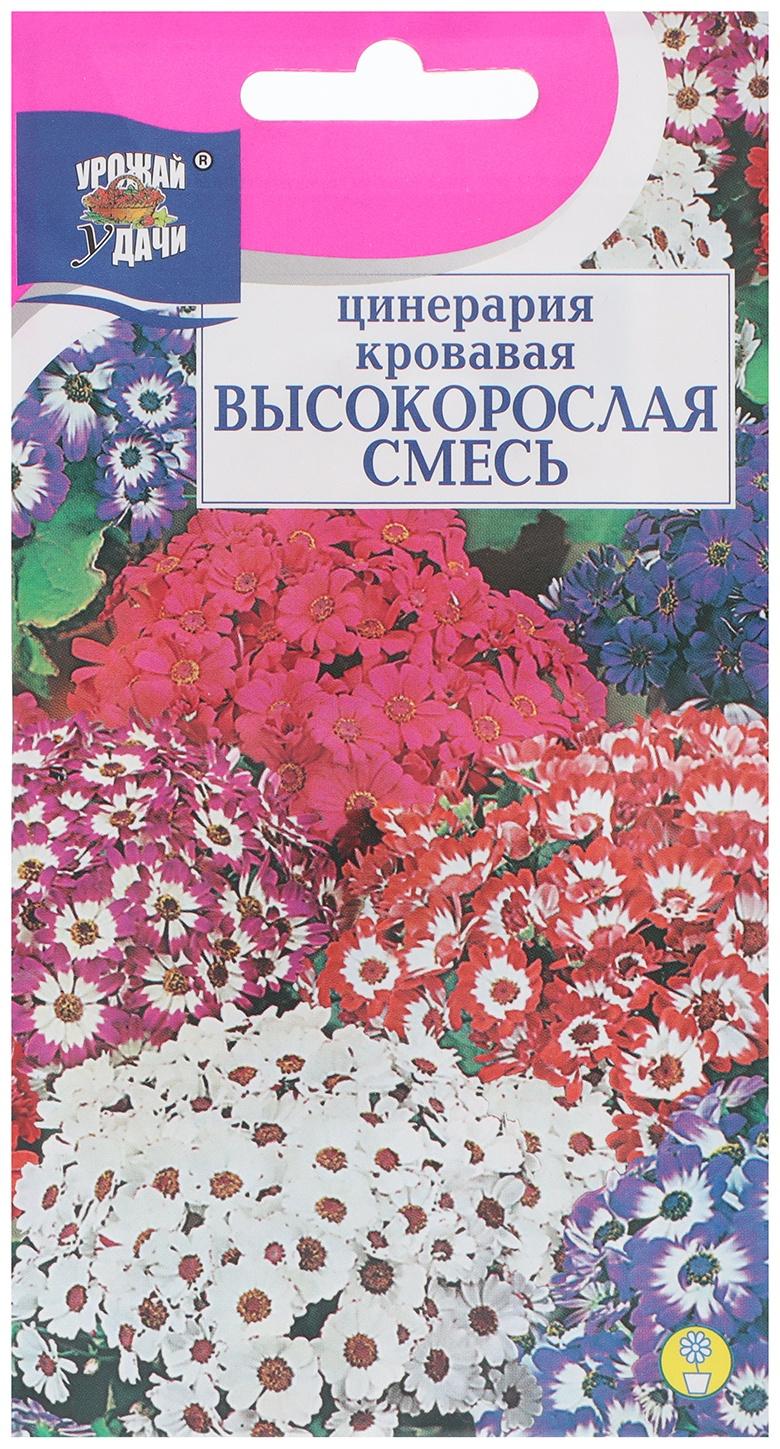 Семена цветов Цинерария высокорослая 