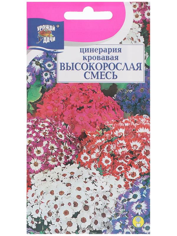 Семена цветов Цинерария высокорослая 