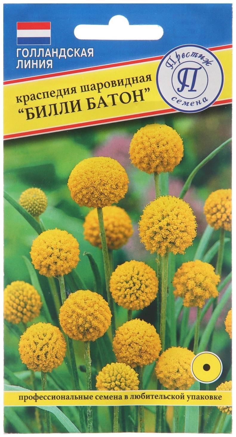 Семена цветов Краспедия шаровидная 