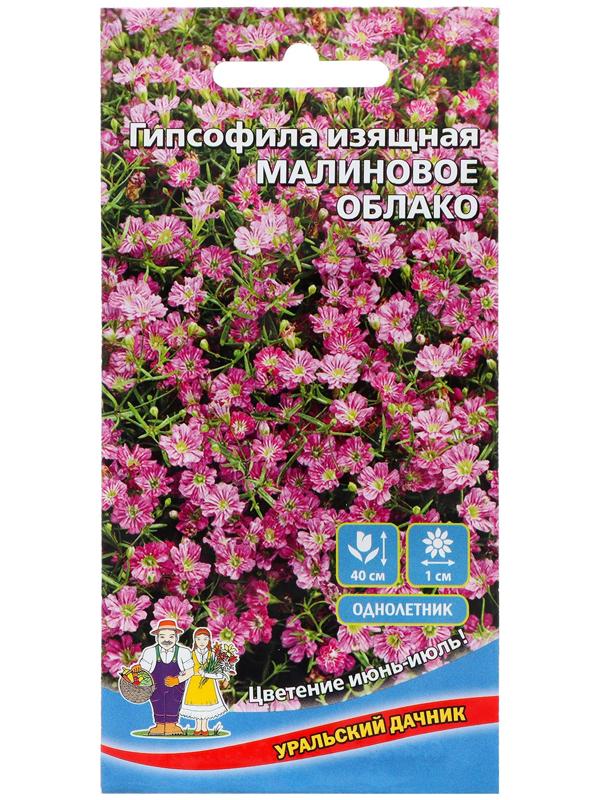 Семена Цветов Гипсофила изящная 