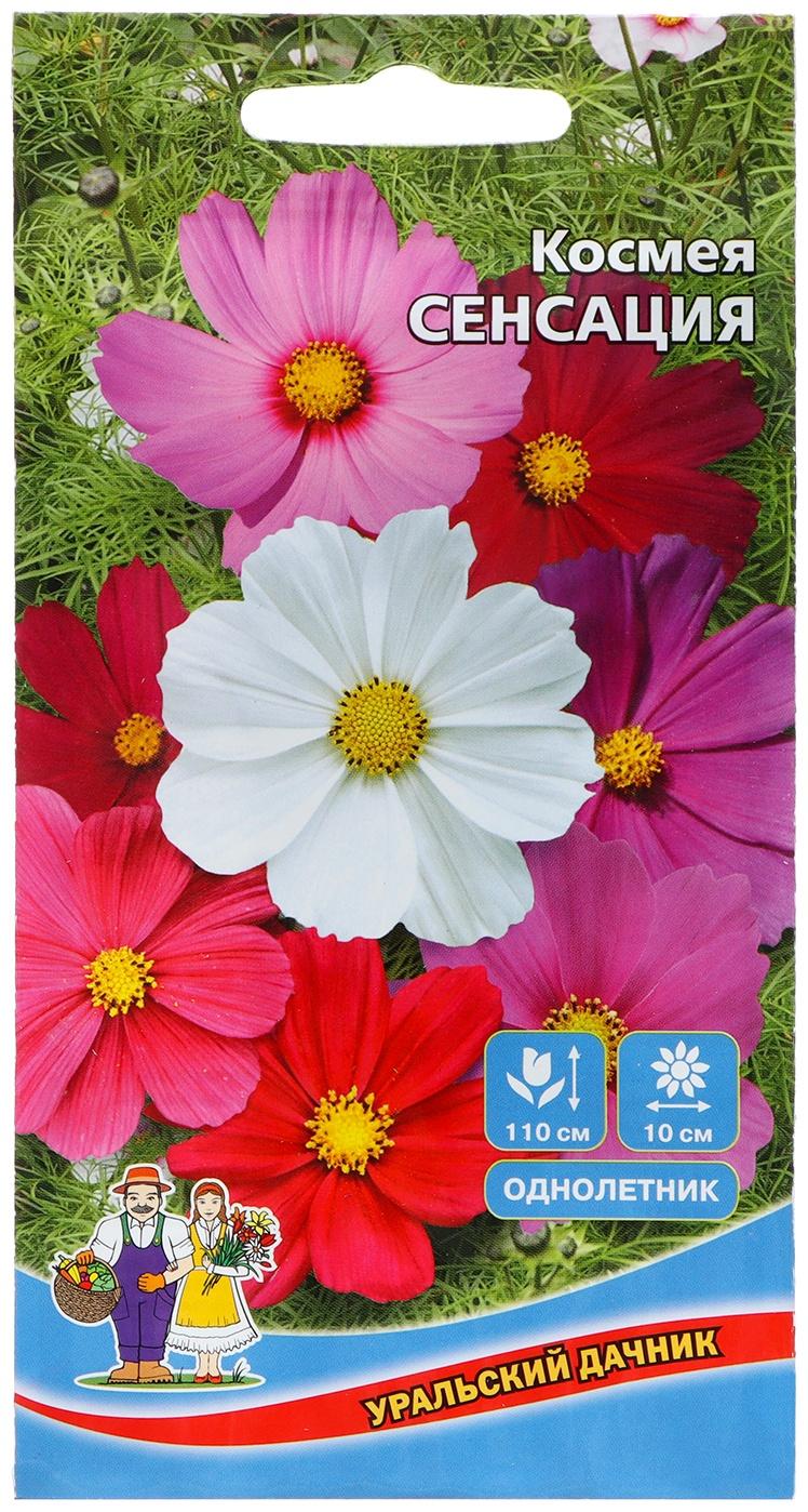 Семена Цветов Космея 
