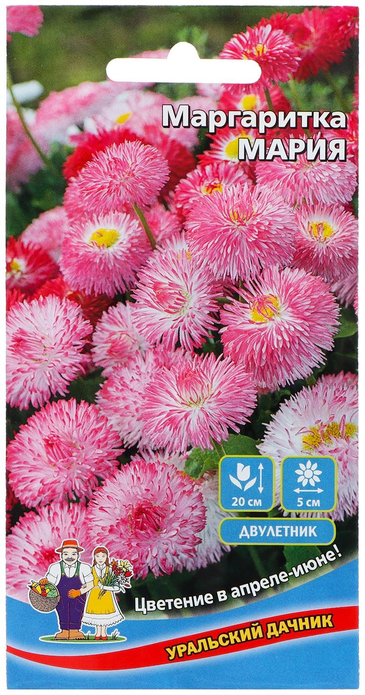 Семена Цветов Маргаритка 