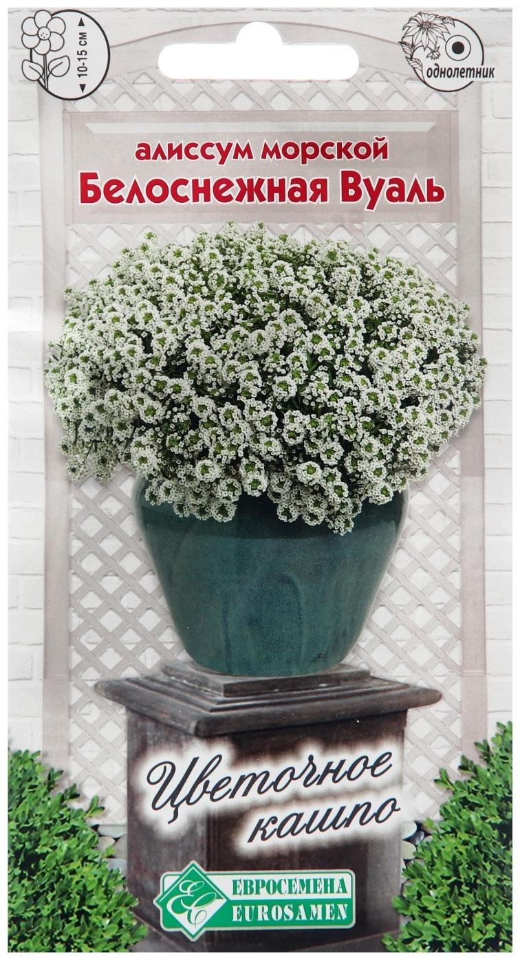Семена цветов  Алиссум морской 