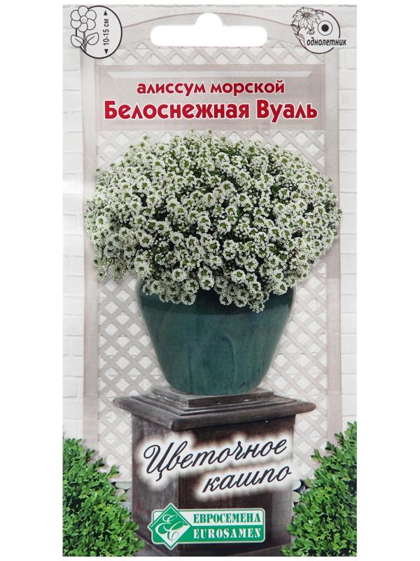 Семена цветов  Алиссум морской 