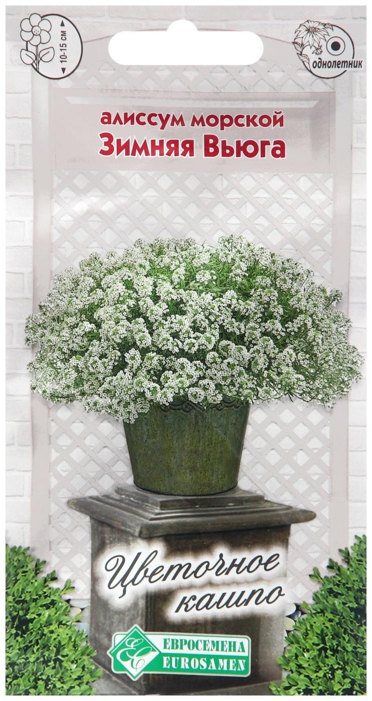 Семена цветов  Алиссум морской 