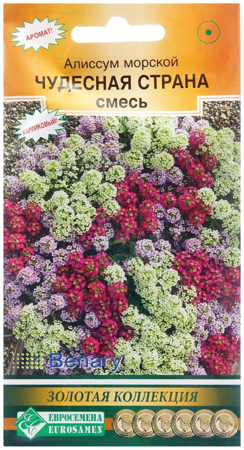 Семена цветов  Алиссум морской 