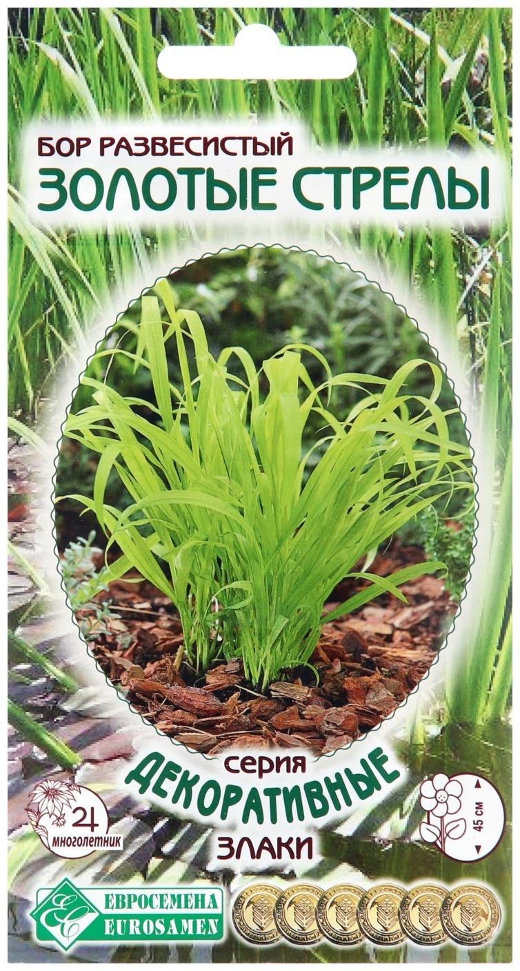 Семена цветов Бор развесистый 