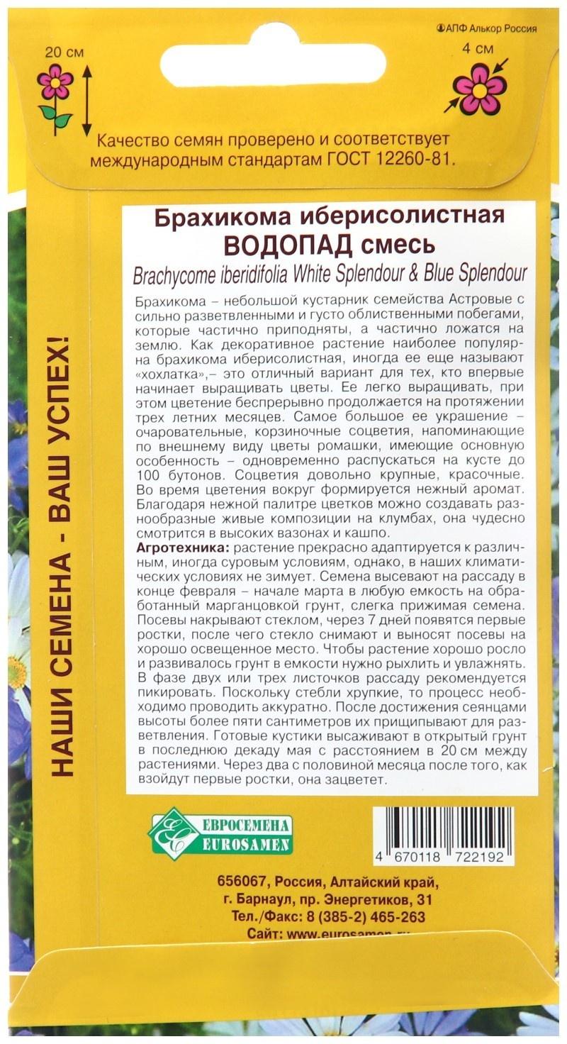 Семена цветов Брахикома иберисолистная 