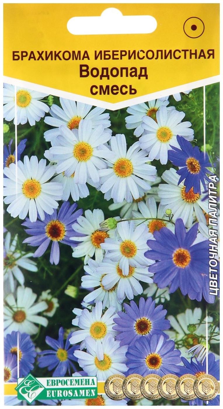 Семена цветов Брахикома иберисолистная 